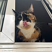 Baboue participe au concours pour gagner de l'argent avec cette photo : cat, calico_cat, pet, tongue_out, whiskers, ears, green_eyes, fur, close_up, portrait, indoor, window, windowsill, ledge, curiosity, feline, silly, looking_up, cute, home