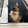 Nala participe au concours pour gagner de l'argent avec cette photo : cat, calico_cat, pet, tongue_out, whiskers, ears, green_eyes, fur, close_up, portrait, indoor, window, windowsill, ledge, curiosity, feline, silly, looking_up, cute, home