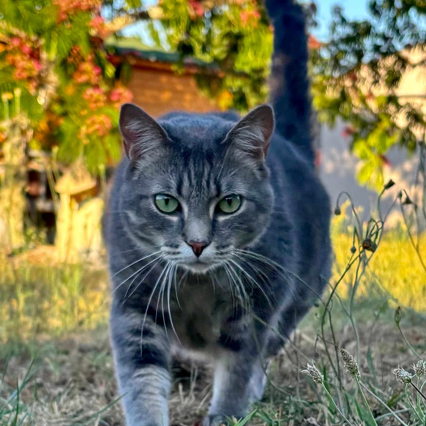 Ritchy participe au concours pour gagner de l'argent avec cette photo : animal, cat, close_up, daylight, feline, flowering_tree, focused, garden, grass, gray_tabby, green_eyes, mammal, nature, outdoor, pet, plants, sunlight, tail_up, walking, whiskers