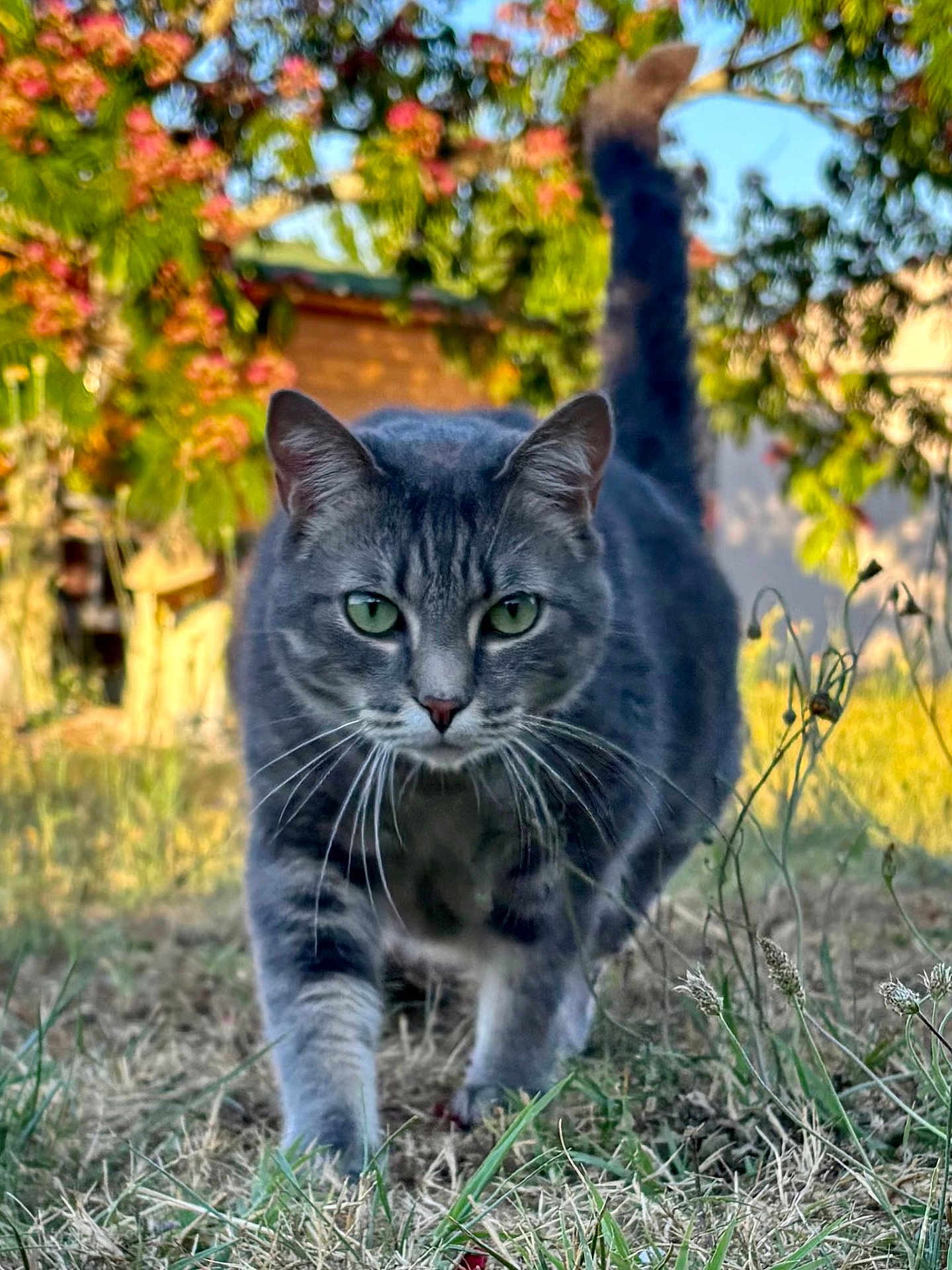 Ritchy participe au concours pour gagner de l'argent avec cette photo : cat, gray_tabby, green_eyes, walking, grass, outdoor, nature, sunlight, garden, plants, flowering_tree, focused, animal, mammal, whiskers, tail_up, close_up, feline, pet, daylight
