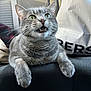 cat, gray_tabby, green_eyes, feline, pet, animal, car_seat, shopping_bag, fur, whiskers, paws, indoor, close_up, expression, mouth_open, sitting, comfortable, domestic_cat, vehicle, seatbelt
