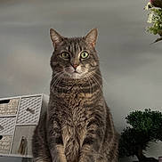 Ritchy participe au concours pour gagner de l'argent avec cette photo : animal, bonsai_tree, calm, cat, cute, decorative_cabinet, domestic_cat, fur, furniture, green_eyes, houseplant, indoor, pet, plants, portrait, sitting, tabby_cat, tail, whiskers, wooden_shelf