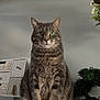cat, tabby_cat, indoor, sitting, wooden_shelf, green_eyes, furniture, plants, bonsai_tree, decorative_cabinet, pet, animal, fur, whiskers, tail, portrait, domestic_cat, cute, calm, houseplant