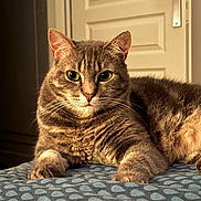 Ritchy participe au concours pour gagner de l'argent avec cette photo : cat, tabby, pet, animal, feline, fur, whiskers, ears, eyes, paws, bed, blanket, indoor, door, pattern, closeup, portrait, relaxed, resting, warm_light