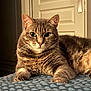 cat, tabby, pet, animal, feline, fur, whiskers, ears, eyes, paws, bed, blanket, indoor, door, pattern, closeup, portrait, relaxed, resting, warm_light