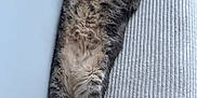 Ritchy a rejoint le concours — aidez-le/la à gagner de superbes lots ! animal, cat, closeup, couch, cozy, cute, domestic_cat, feline, fluffy, fur, gray_cat, indoor, lying_down, paws, pet, relaxed, resting, striped, tabby, whiskers