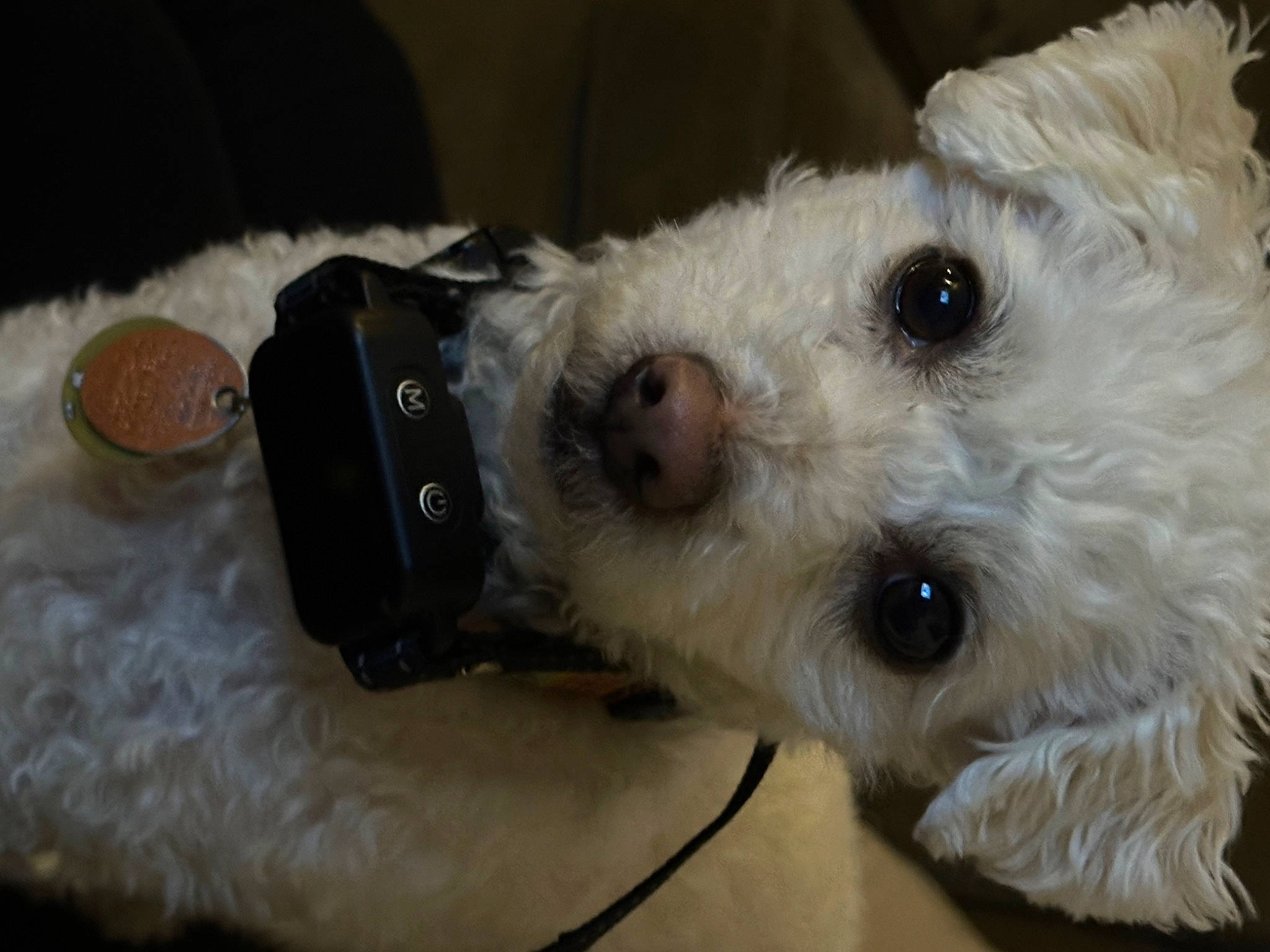 Tucker joined the competition — help win amazing prizes! canidae, carnivore, communication_device, companion_dog, dog, dog_breed, dog_supply, fur, gadget, goldendoodle, labradoodle, poodle_crossbreed, small_terrier, snout, sporting_group, stuffed_toy, terrier, toy, toy_dog, working_animal