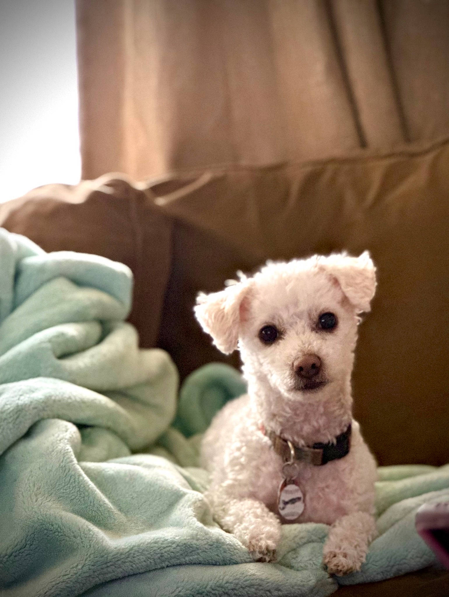 Tucker joined the competition — help win amazing prizes! bichon, carnivore, chair, comfort, companion_dog, couch, curtain, dog, dog_breed, dog_supply, fawn, fur, linens, non_sporting_group, small_terrier, stuffed_toy, teddy_bear, terrier, toy_dog, working_animal