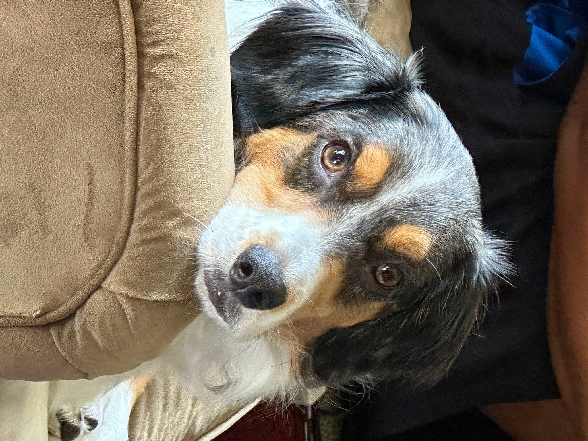 Sammy joined the competition — help win amazing prizes! canidae, carnivore, comfort, companion_dog, dog, dog_breed, fur, puppy, snout, sporting_group, toy_dog, whiskers, working_animal, working_dog