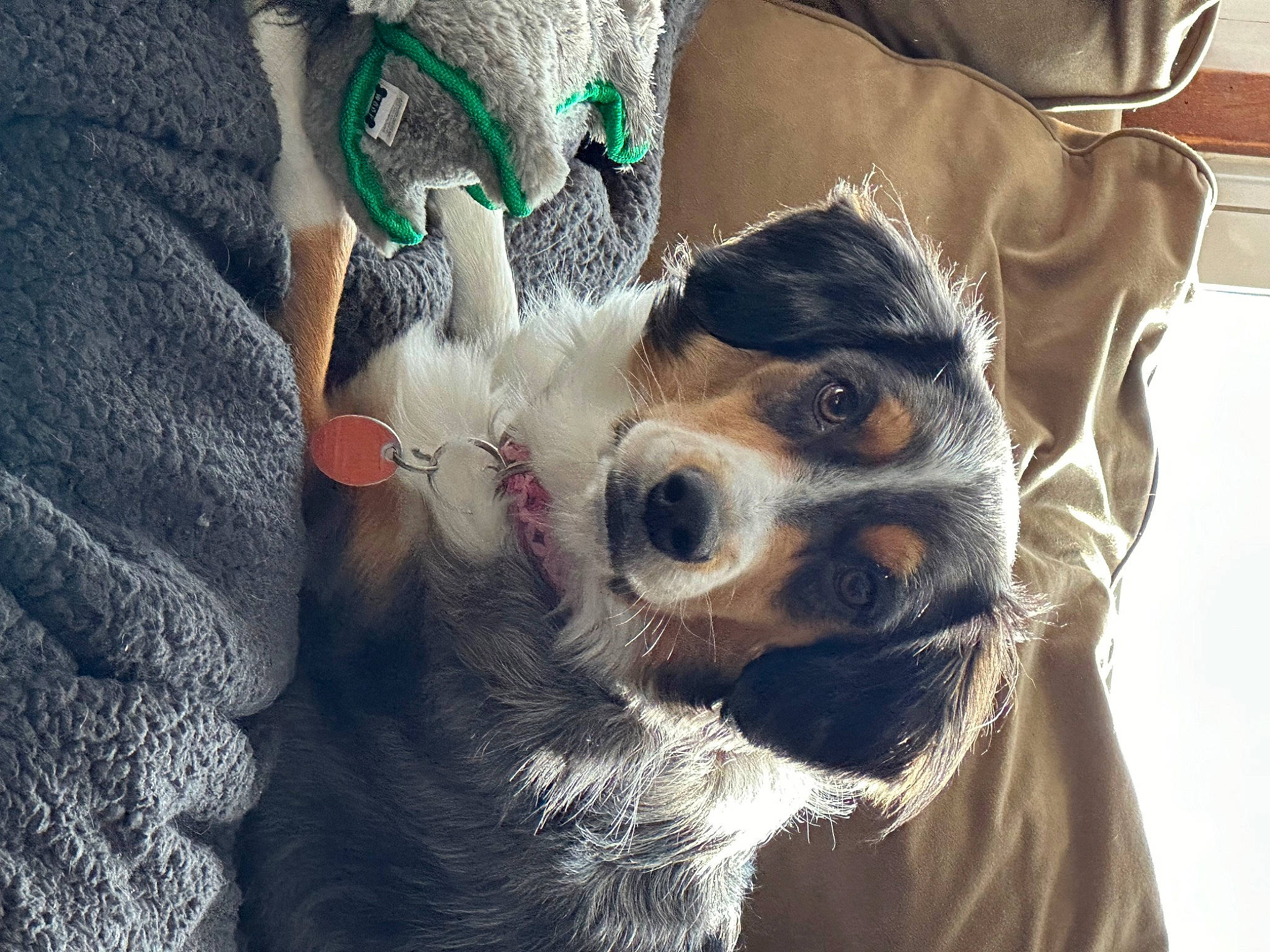 Sammy is registered to the contest to win money with this photo: canidae, carnivore, companion_dog, dog, dog_breed, dog_clothes, eyewear, fashion_accessory, fawn, fur, paw, puppy, selfie, snout, sporting_group, sunglasses, toy_dog, whiskers, working_animal, working_dog