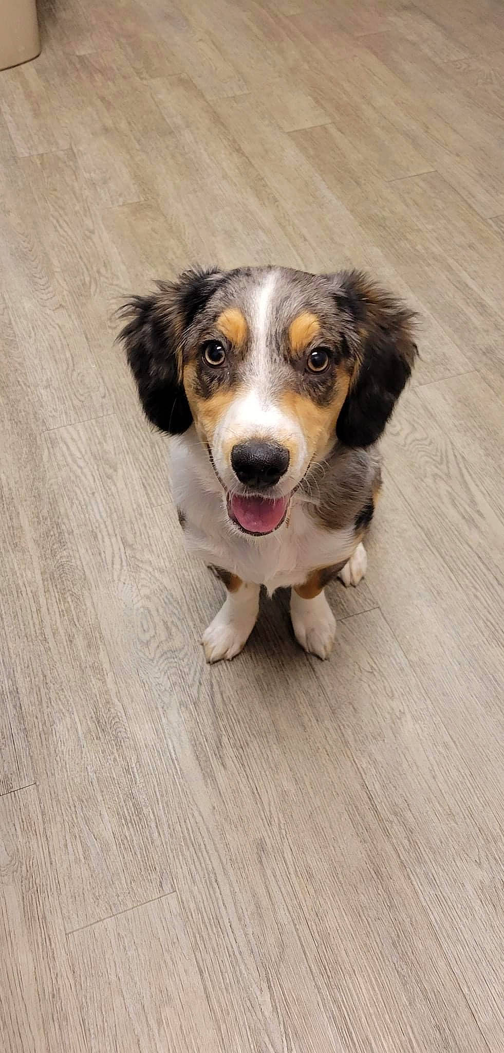 Sammy joined the competition — help win amazing prizes! australian_collie, australian_shepherd, canidae, carnivore, companion_dog, dog, dog_breed, flooring, fur, gun_dog, hardwood, herding_dog, snout, sporting_group, terrestrial_animal, whiskers, wood, wood_flooring, working_animal, working_dog