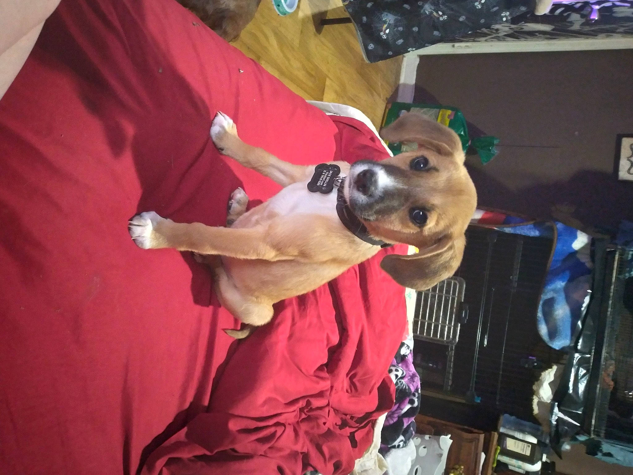 Jack Skellington joined the competition — help win amazing prizes! carnivore, collar, companion_dog, dog, dog_breed, dog_clothes, dog_collar, dog_supply, fawn, fur, guard_dog, leash, non_sporting_group, t_shirt, toy_dog, working_animal