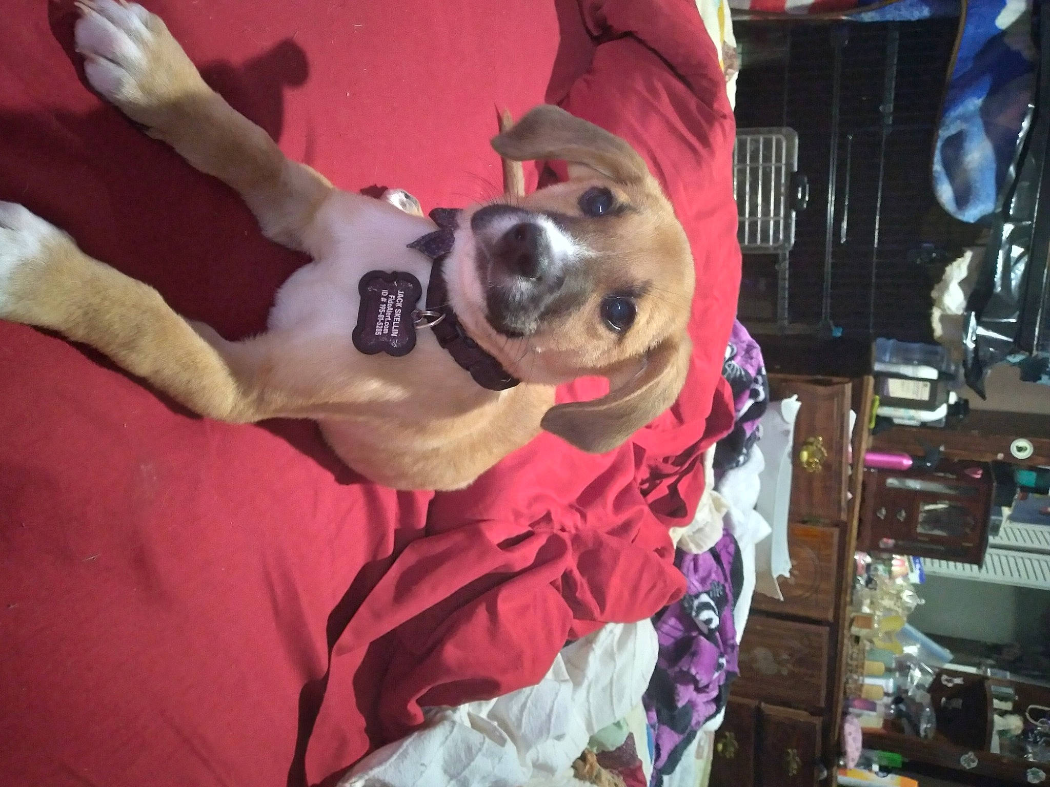 Jack Skellington is registered to the contest to win money with this photo: canidae, carnivore, companion_dog, costume, dog, dog_breed, dog_supply, event, eyewear, fashion_accessory, fawn, fun, fur, leash, magenta, non_sporting_group, selfie, smile, snout, sporting_group