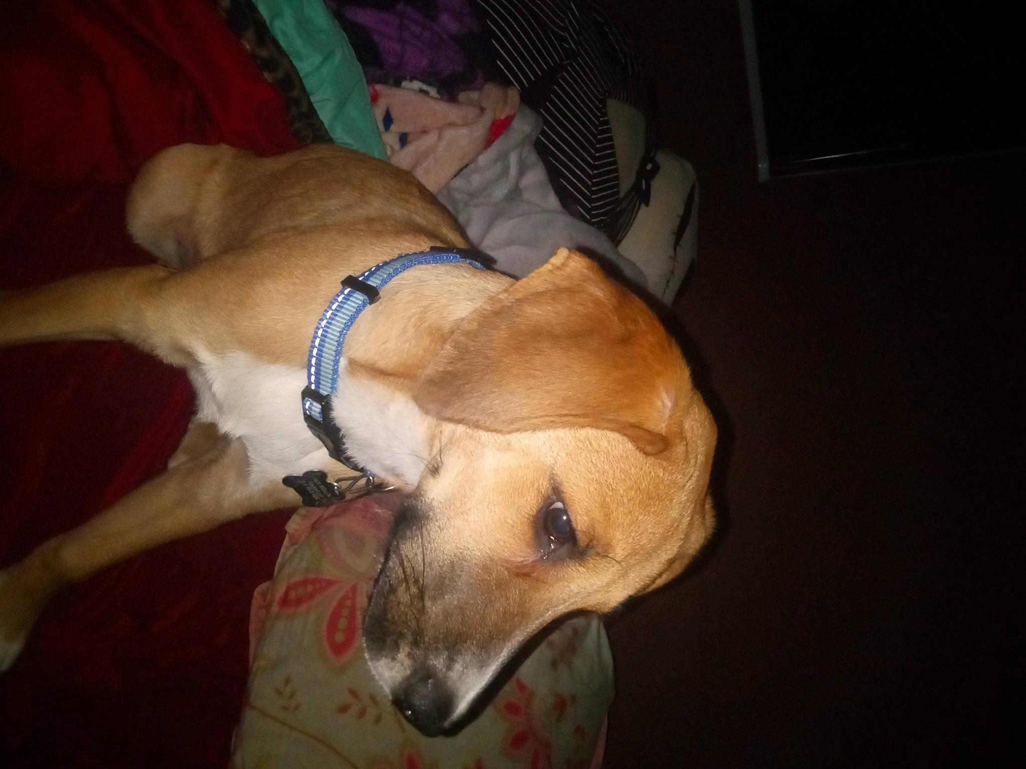 Jack Skellington is registered to the contest to win money with this photo: canidae, carnivore, comfort, companion_dog, dog, dog_breed, dog_supply, fawn, fur, guard_dog, non_sporting_group, paw, pet_supply, snout, sporting_group, tail, terrestrial_animal, whiskers, working_animal