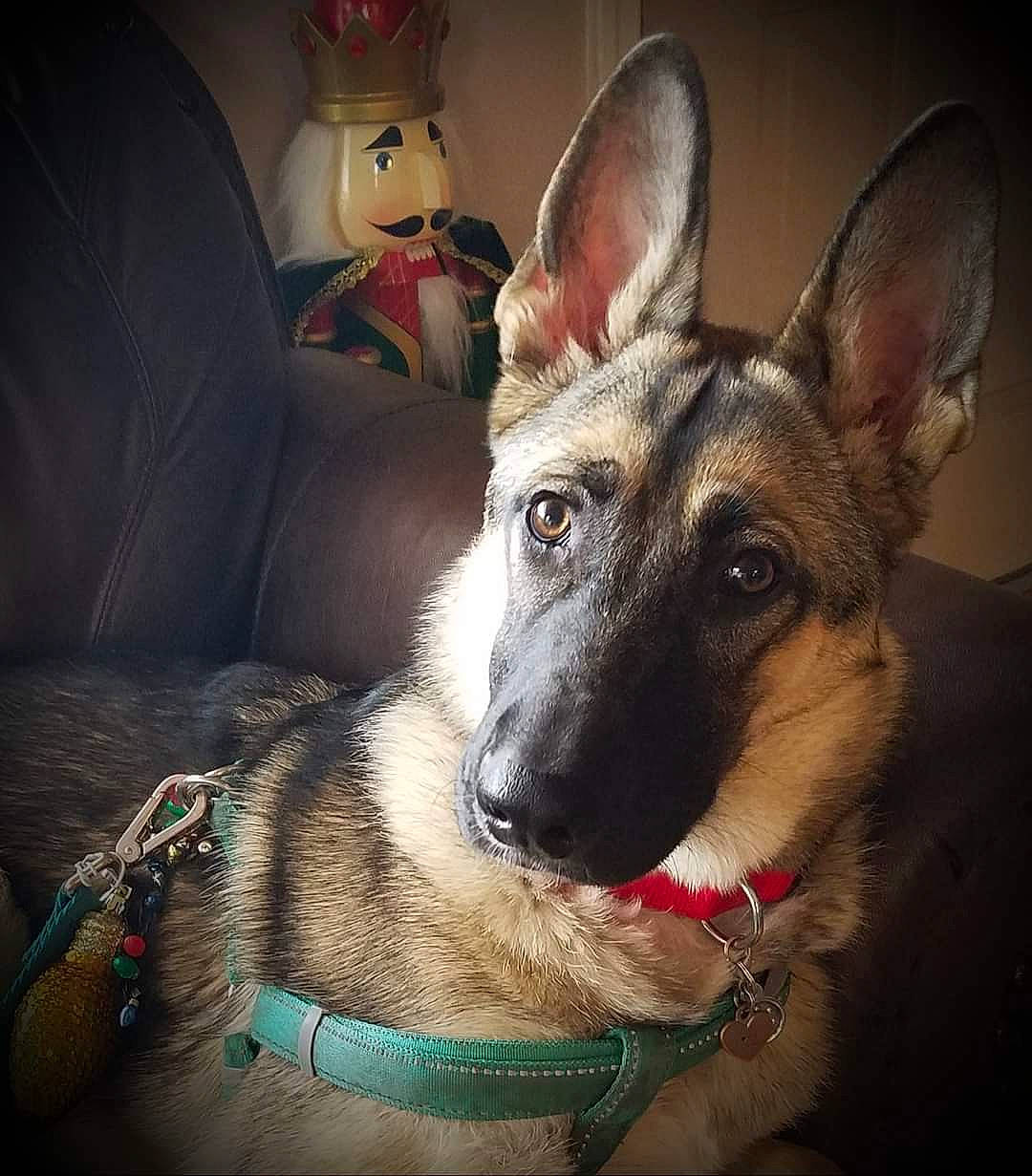 Rose joined the competition — help win amazing prizes! canidae, carnivore, collar, comfort, companion_dog, couch, dog, dog_breed, dog_collar, ear, east_european_shepherd, fawn, fur, german_shepherd_dog, jaw, pet_supply, sitting, sporting_group, whiskers, working_animal