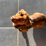 Skrub participe au concours pour gagner de l'argent avec cette photo : dog, brown_dog, pet, looking_up, floor, shadow, sunlight, tile_floor, fur, collar, animal, domestic_animal, cute, canine, portrait, small_dog, indoor, closeup, whiskers, eyes