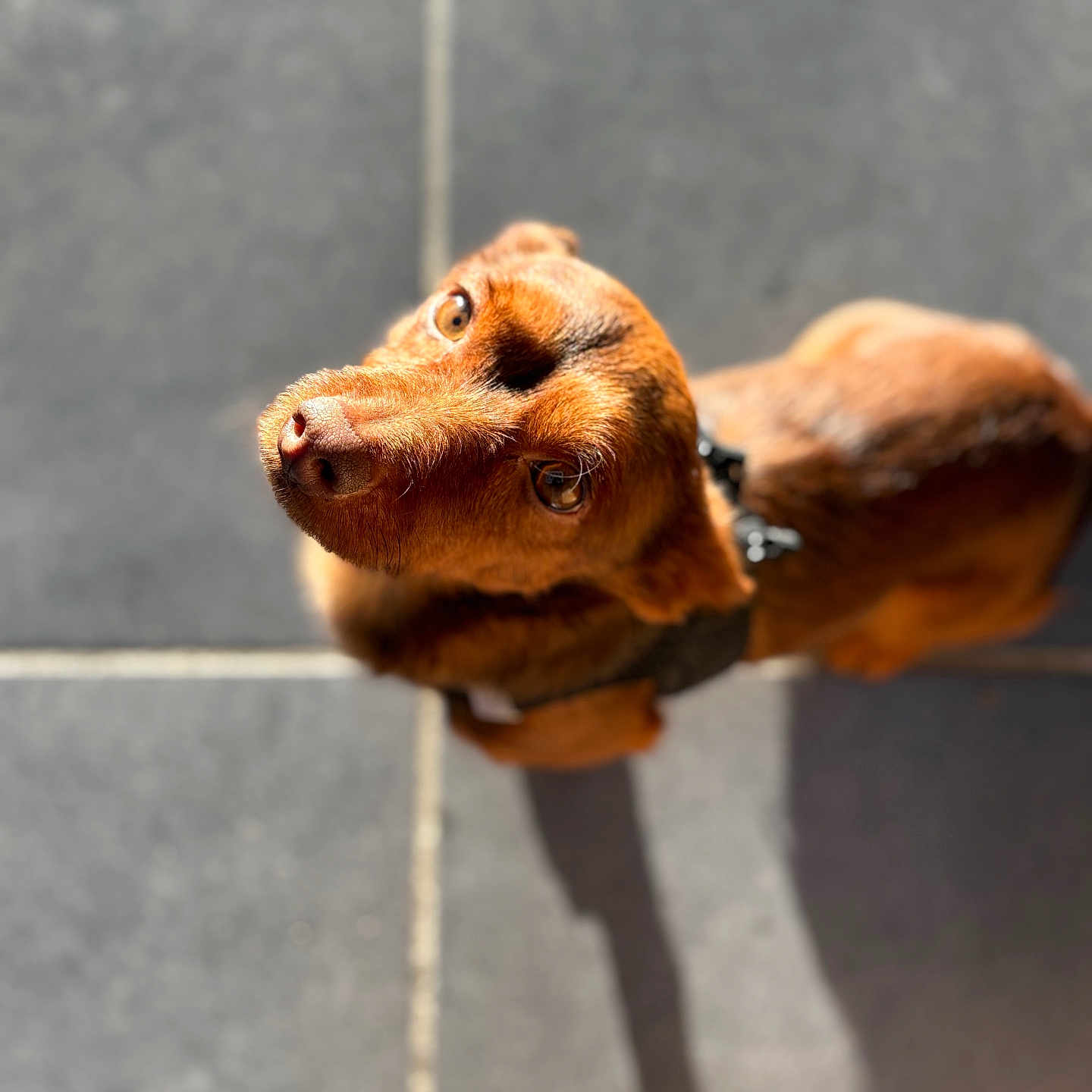 Skrub participe au concours pour gagner de l'argent avec cette photo : animal, brown_dog, canine, closeup, collar, cute, dog, domestic_animal, eyes, floor, fur, indoor, looking_up, pet, portrait, shadow, small_dog, sunlight, tile_floor, whiskers
