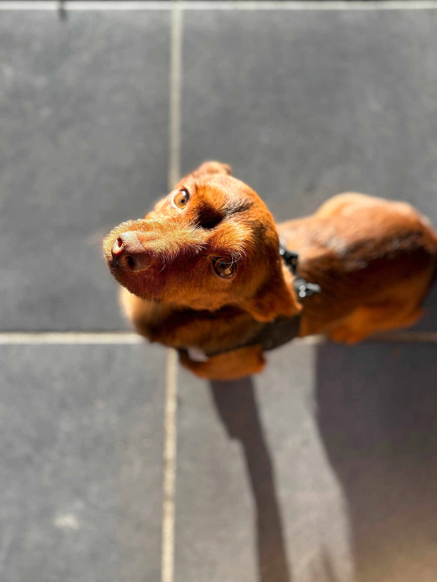Skrub participe au concours pour gagner de l'argent avec cette photo : dog, brown_dog, pet, looking_up, floor, shadow, sunlight, tile_floor, fur, collar, animal, domestic_animal, cute, canine, portrait, small_dog, indoor, closeup, whiskers, eyes