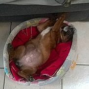 Moka participe au concours pour gagner de l'argent avec cette photo : dog, pet_bed, blanket, floor, tile, relaxed, sleeping, brown_dog, indoor, cozy, resting, canine, paw, fur, home, comfort, animal, cute, nap, small_bed