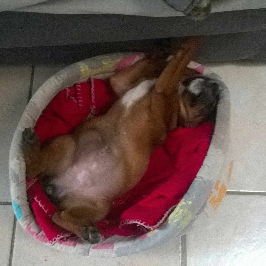 Moka participe au concours pour gagner de l'argent avec cette photo : animal, blanket, brown_dog, canine, comfort, cozy, cute, dog, floor, fur, home, indoor, nap, paw, pet_bed, relaxed, resting, sleeping, small_bed, tile