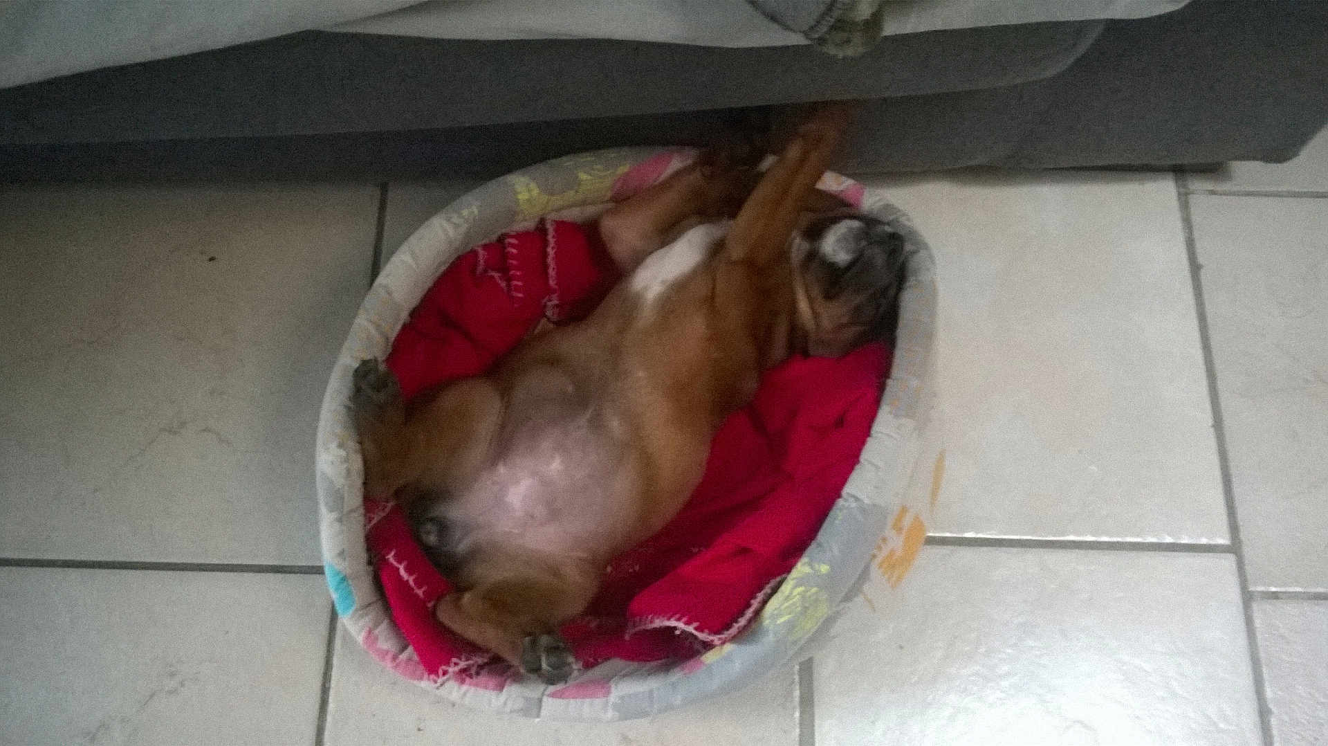 Moka participe au concours pour gagner de l'argent avec cette photo : dog, pet_bed, blanket, floor, tile, relaxed, sleeping, brown_dog, indoor, cozy, resting, canine, paw, fur, home, comfort, animal, cute, nap, small_bed