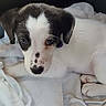 puppy, dog, black_and_white, blanket, car_interior, cute, young, pet, animal, lying_down, soft, cozy, curious, indoor, fur, small, companion, domestic_animal, resting, adorable