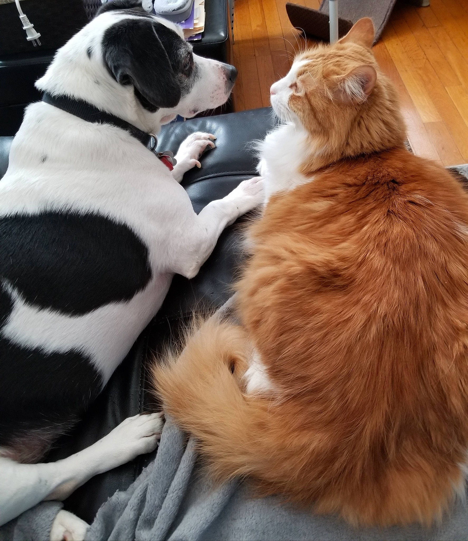 Gibbs Chip is registered to the contest to win money with this photo: canidae, carnivore, cat, collar, comfort, companion_dog, dog, dog_breed, fawn, felidae, fur, human_leg, lap, mammal, snout, sporting_group, tail, whiskers, wood, working_animal