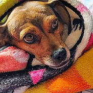 Lucky is registered to the contest to win money with this photo: dog, blanket, cozy, cute, pet, animal, fur, face, bed, plaid, pattern, colorful, resting, indoors, comfort, soft, warm, expression, snuggled, looking_up