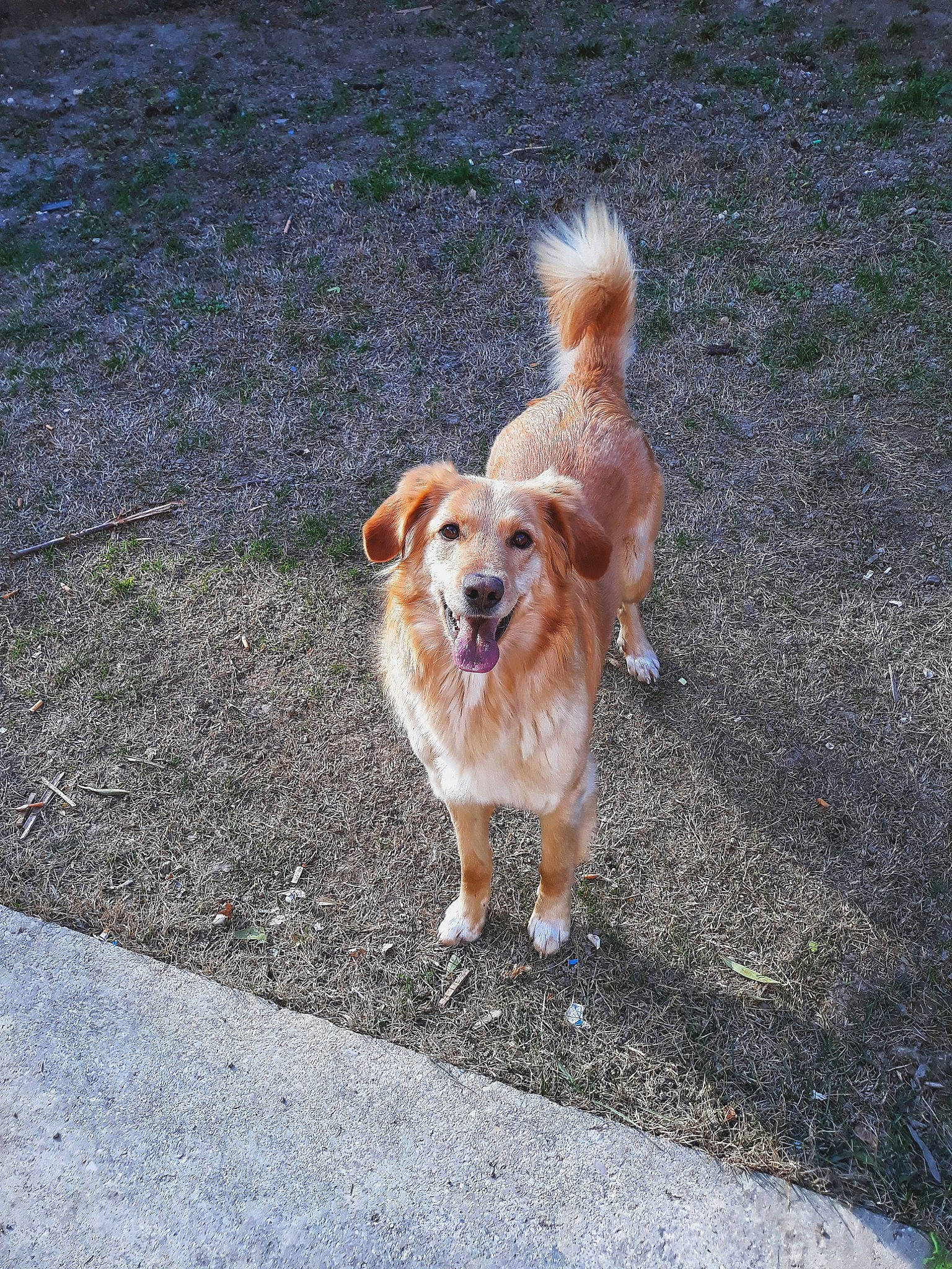 Cassie participe au concours pour gagner de l'argent avec cette photo : basque_shepherd_dog, canidae, carnivore, companion_dog, dog, dog_breed, fawn, mammal, pomeranian, small_greek_domestic_dog, sporting_group, tail, tibetan_spaniel, vertebrate