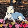 dog, white_dog, outdoor, forest_floor, leaves, tree_trunks, collar, pet, canine, relaxed, nature, sunlight, shadows, hearts, illustration, colorful, playful, animal, laying_down, autumn