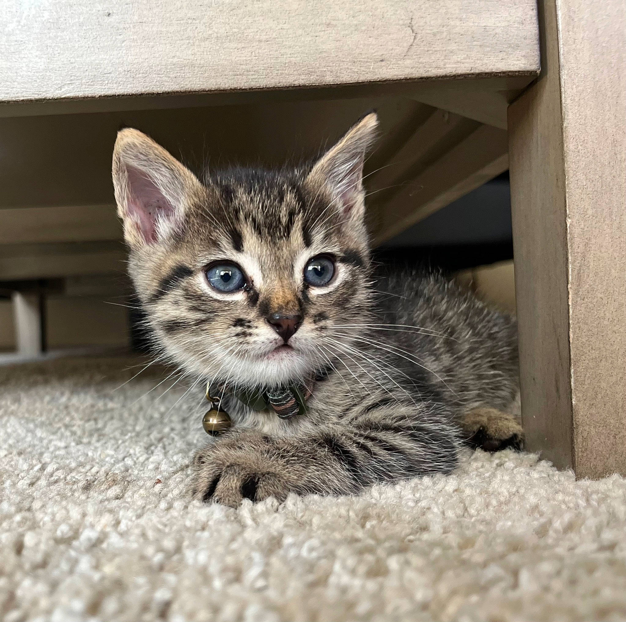 Killua joined the competition — help win amazing prizes! carnivore, cat, cat_toy, claw, domestic_short_haired_cat, door, eye, felidae, fur, grey, paw, photo_caption, sitting, small_to_medium_sized_cats, snout, tail, terrestrial_animal, whiskers, wildlife