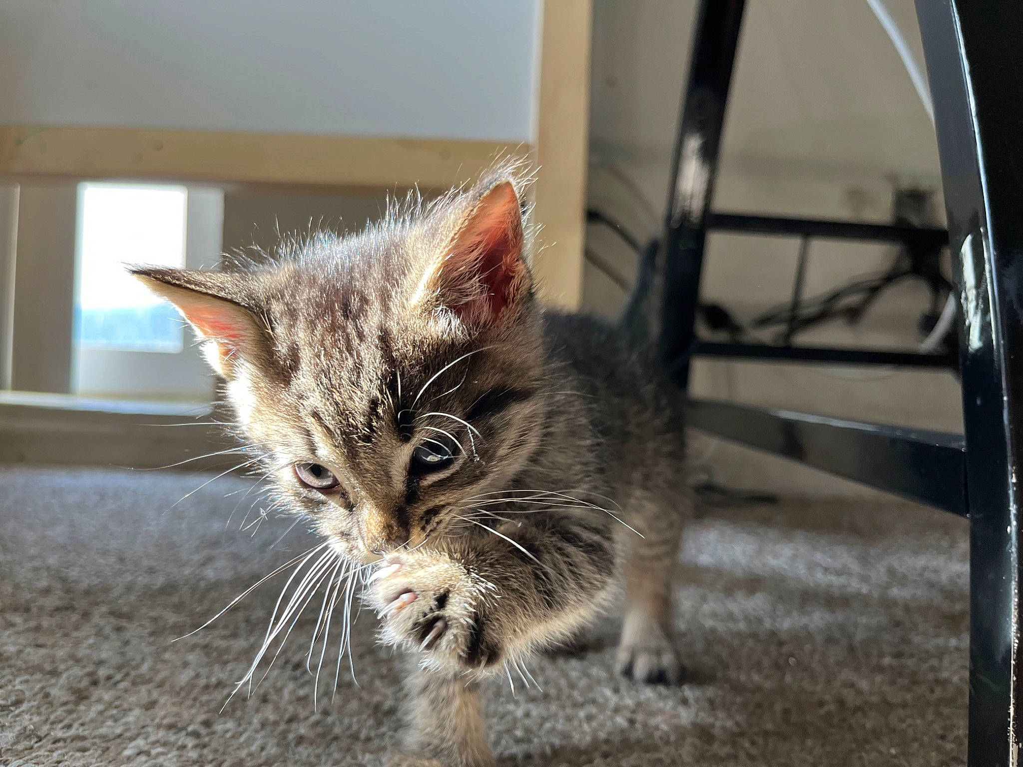 Killua joined the competition — help win amazing prizes! carnivore, cat, claw, domestic_short_haired_cat, felidae, flooring, fur, grass, metal, paw, small_to_medium_sized_cats, snout, tail, terrestrial_animal, tree, whiskers, wildlife, window, wood