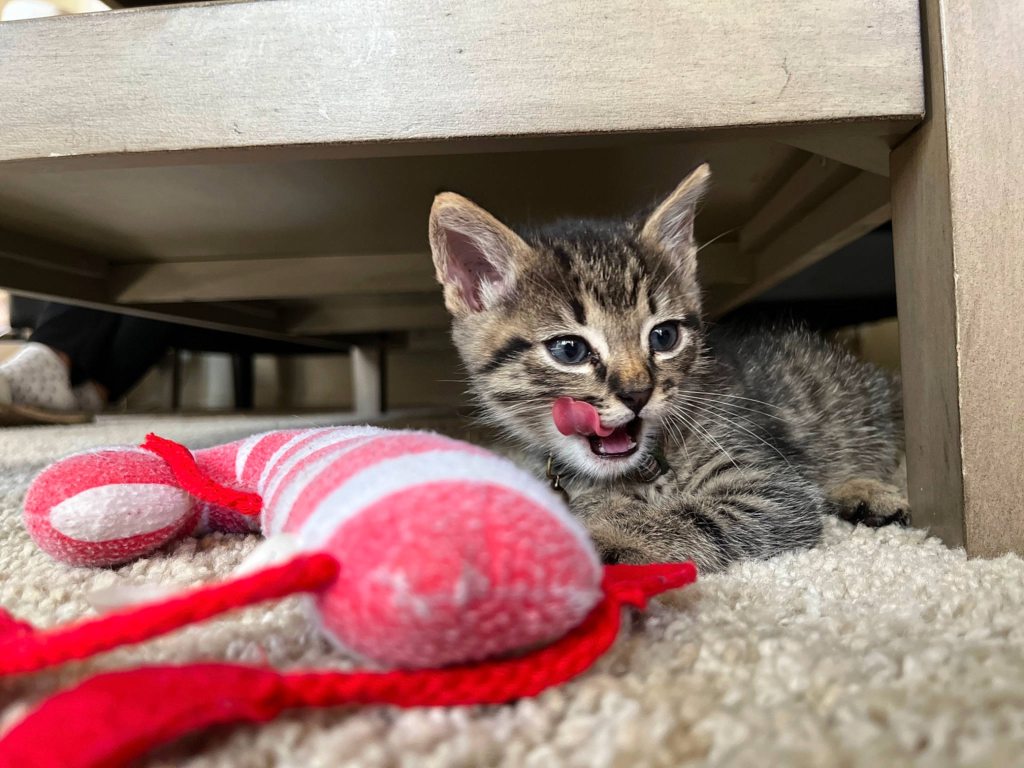 Killua joined the competition — help win amazing prizes! carmine, carnivore, cat, cat_supply, cat_toy, claw, domestic_short_haired_cat, eye, felidae, foot, fur, paw, small_to_medium_sized_cats, snout, tail, terrestrial_animal, whiskers