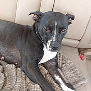 Goose joined the competition — help win amazing prizes! animal, black_dog, blanket, canine, car_interior, dog, domestic_animal, ears, face, fur, indoor, leather_seat, lying_down, paw, pet, quiet, resting, seat, transportation, white_markings