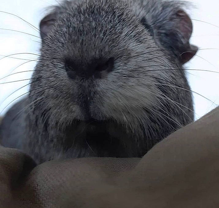 Phoenix a rejoint le concours — aidez-le/la à gagner de superbes lots ! domestic_rabbit, fur, gerbil, guinea_pig, mammal, rabbit, rabbits_and_hares, rodent, snout, whiskers