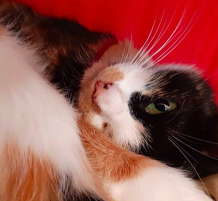 Chipie a rejoint le concours — aidez-le/la à gagner de superbes lots ! carnivore, cat, close_up, ear, eye, felidae, fur, kitten, mammal, small_to_medium_sized_cats, snout, whiskers