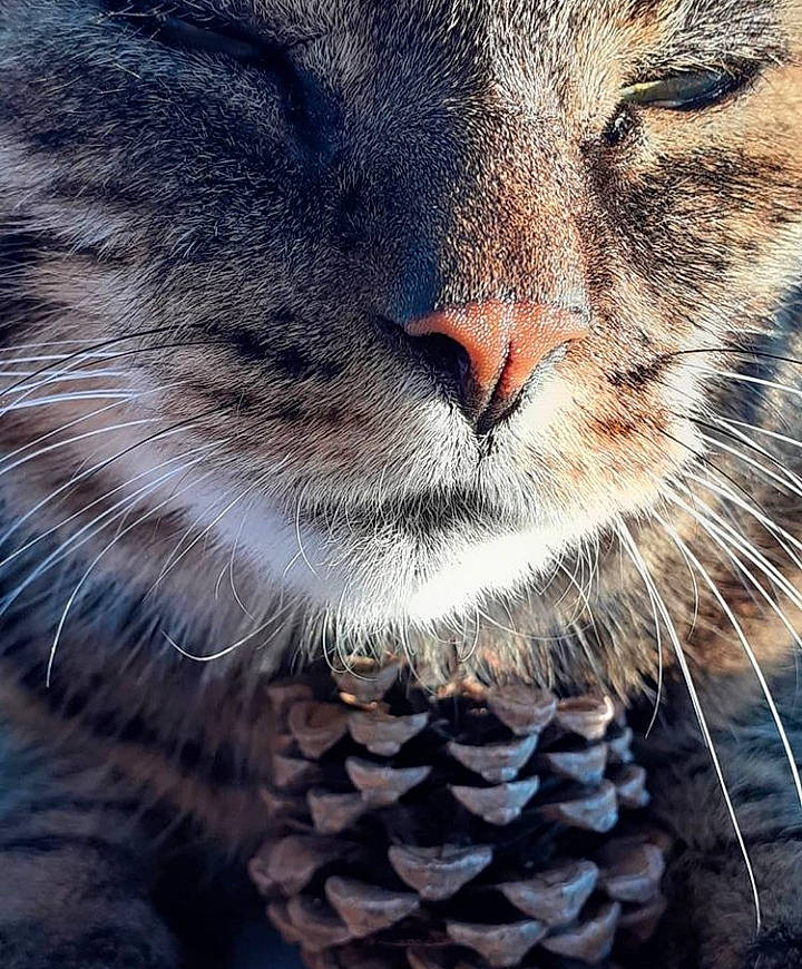 Moïse a rejoint le concours — aidez-le/la à gagner de superbes lots ! carnivore, cat, close_up, domestic_short_haired_cat, european_shorthair, eye, felidae, fur, nose, photography, pixie_bob, sky, small_to_medium_sized_cats, snout, tabby_cat, whiskers, wild_cat