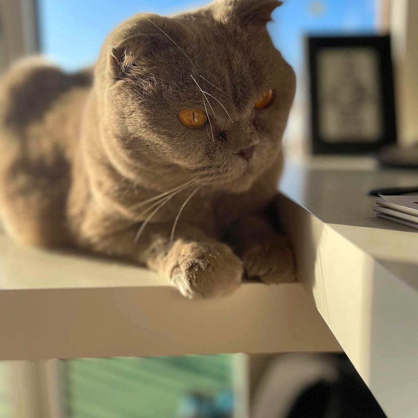 Griffin a rejoint le concours — aidez-le/la à gagner de superbes lots ! abyssinian, angora, animal, cat, computerhardware, desk, electronics, furniture, hardware, kitten, manx, person, pet, shelf, sleeping, snout, table, toy, window, windowsill