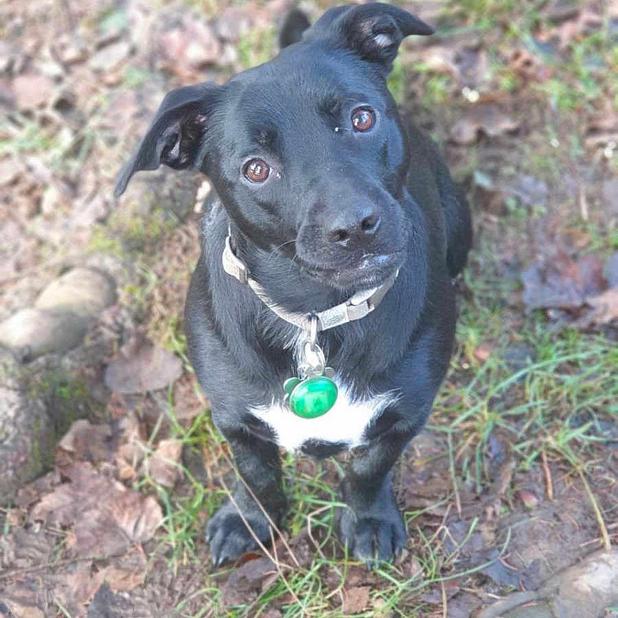 Rocky participe au concours pour gagner de l'argent avec cette photo : alert, animal, black_dog, canine, collar, cute, daylight, dog, forest_floor, fur, grass, leaves, looking_up, mammal, nature, outdoor, pet, roots, sitting, tag