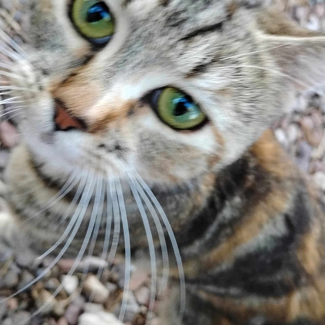 Marmalade is registered to the contest to win money with this photo: animal, blurred_background, cat, close_up, curious, cute, domestic_animal, feline, fur, green_eyes, looking_up, mammal, nature, outdoor, pebbles, pet, portrait, small_rocks, tabby, whiskers