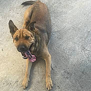 Scrappy joined the competition — help win amazing prizes! animal, brown_fur, canine, companion, concrete, dog, domestic_animal, ears, friendly, happy, looking_up, lying_down, mammal, outdoor, panting, paw, pet, playful, tail, tongue