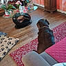 back_view, blanket, brown_dog, coffee_table, couch, cozy, curtain, decor, dog, floor_lamp, framed_photo, hardwood_floor, interior, living_room, orchids, pet_bed, plant, rug, statue, vase