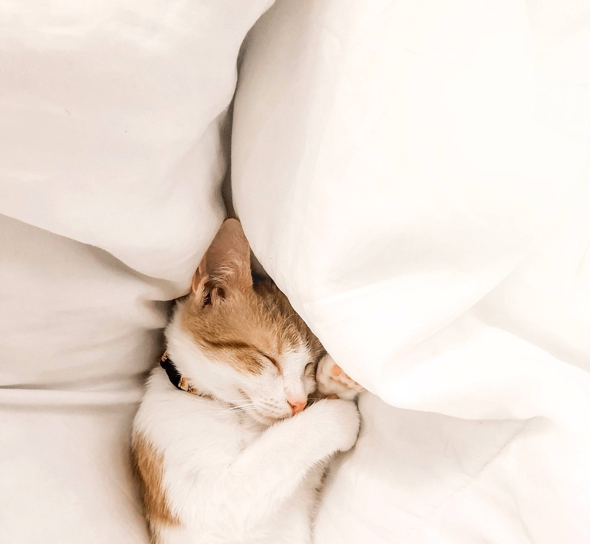 Peach is registered to the contest to win money with this photo: bed_sheet, bedding, carnivore, cat, comfort, ear, felidae, fur, kitten, linens, singapura, skin, sleep, small_to_medium_sized_cats, textile, whiskers, white