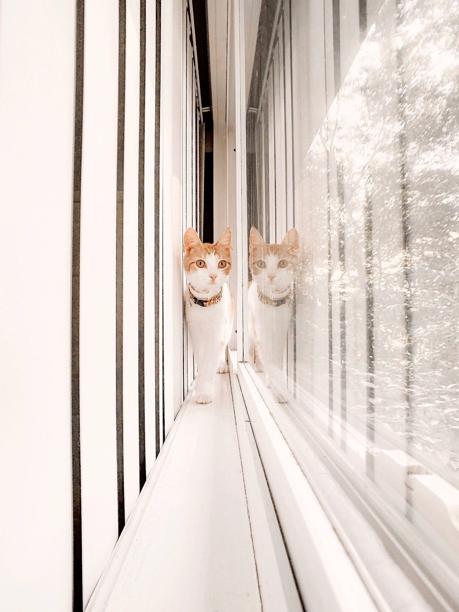 Peach is registered to the contest to win money with this photo: architecture, black_and_white, cat, dress, interior_design, line, photography, room, shoe, snapshot, white, window