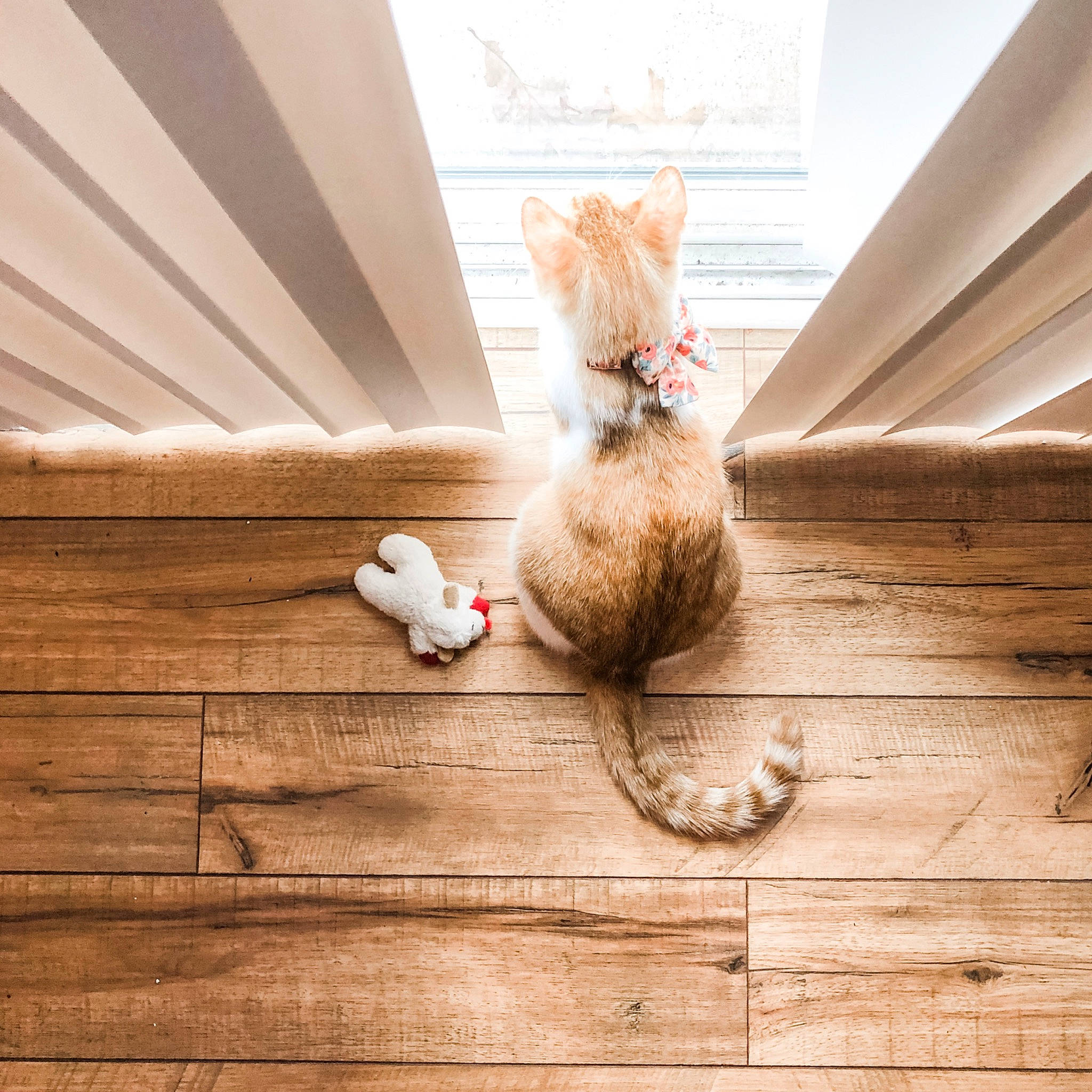 Peach is registered to the contest to win money with this photo: carnivore, cat, ear, fawn, felidae, floor, flooring, fur, hardwood, house, interior_design, kitten, laminate_flooring, munchkin, small_to_medium_sized_cats, tail, whiskers, wood, wood_flooring