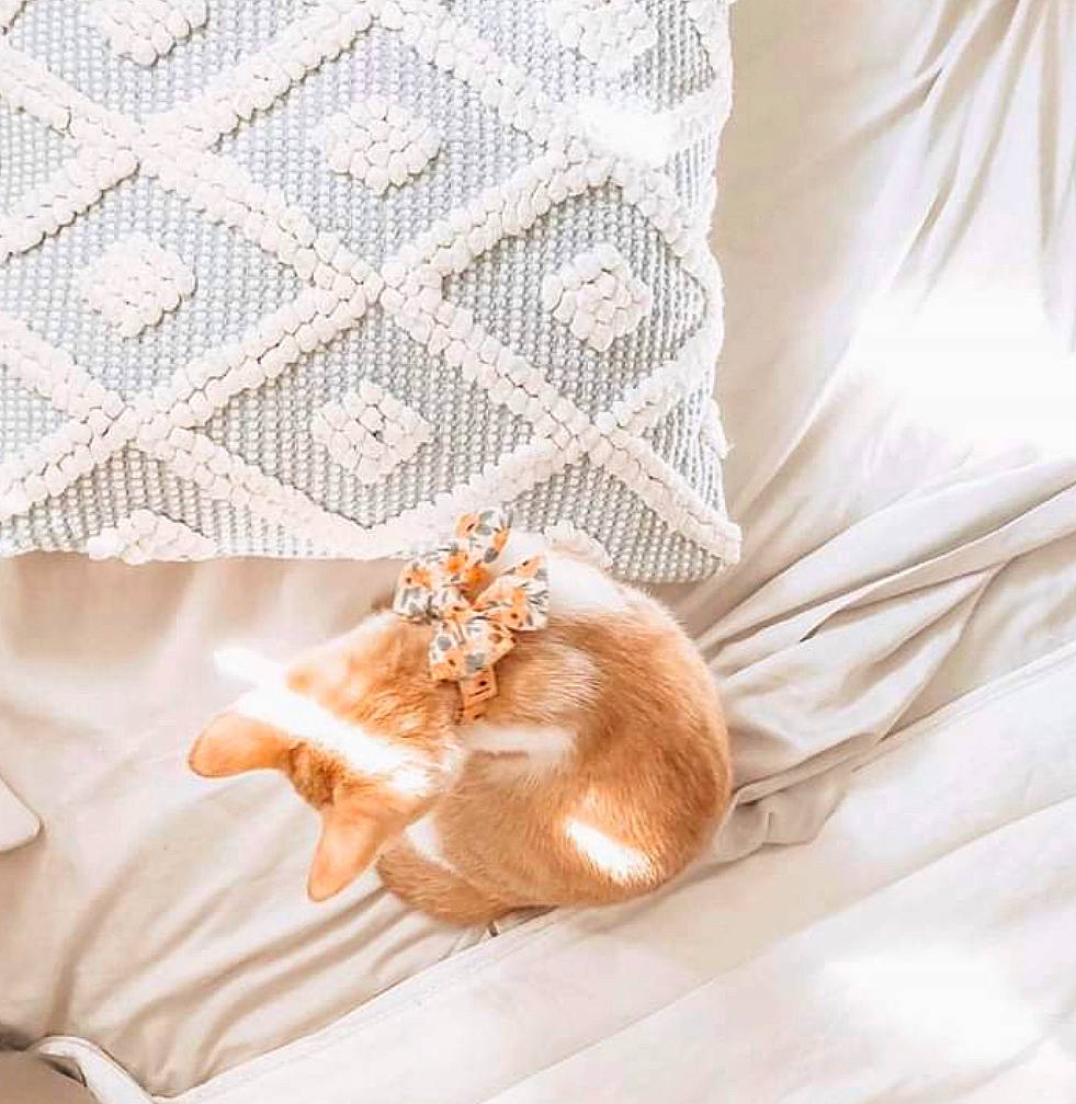 Peach joined the competition — help win amazing prizes! bed, bed_sheet, bedding, beige, blanket, cat, fawn, fur, furniture, interior_design, linens, pillow, room, textile