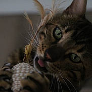 Iron participe au concours pour gagner de l'argent avec cette photo : cat, tabby, green_eyes, close_up, whiskers, paws, toy, playful, fur, animal, pet, indoor, claws, tongue, focus, texture, detail, cute, mammal, domestic