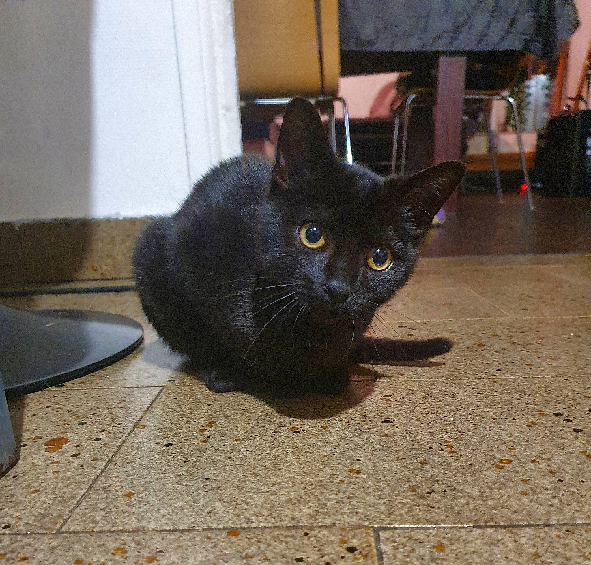 Pito a rejoint le concours — aidez-le/la à gagner de superbes lots ! black_cat, bombay, carnivore, cat, cutlery, domestic_short_haired_cat, felidae, floor, flooring, grey, handwriting, kitchen_utensil, picture_frame, small_to_medium_sized_cats, snout, tableware, tail, television, vertebrate, whiskers