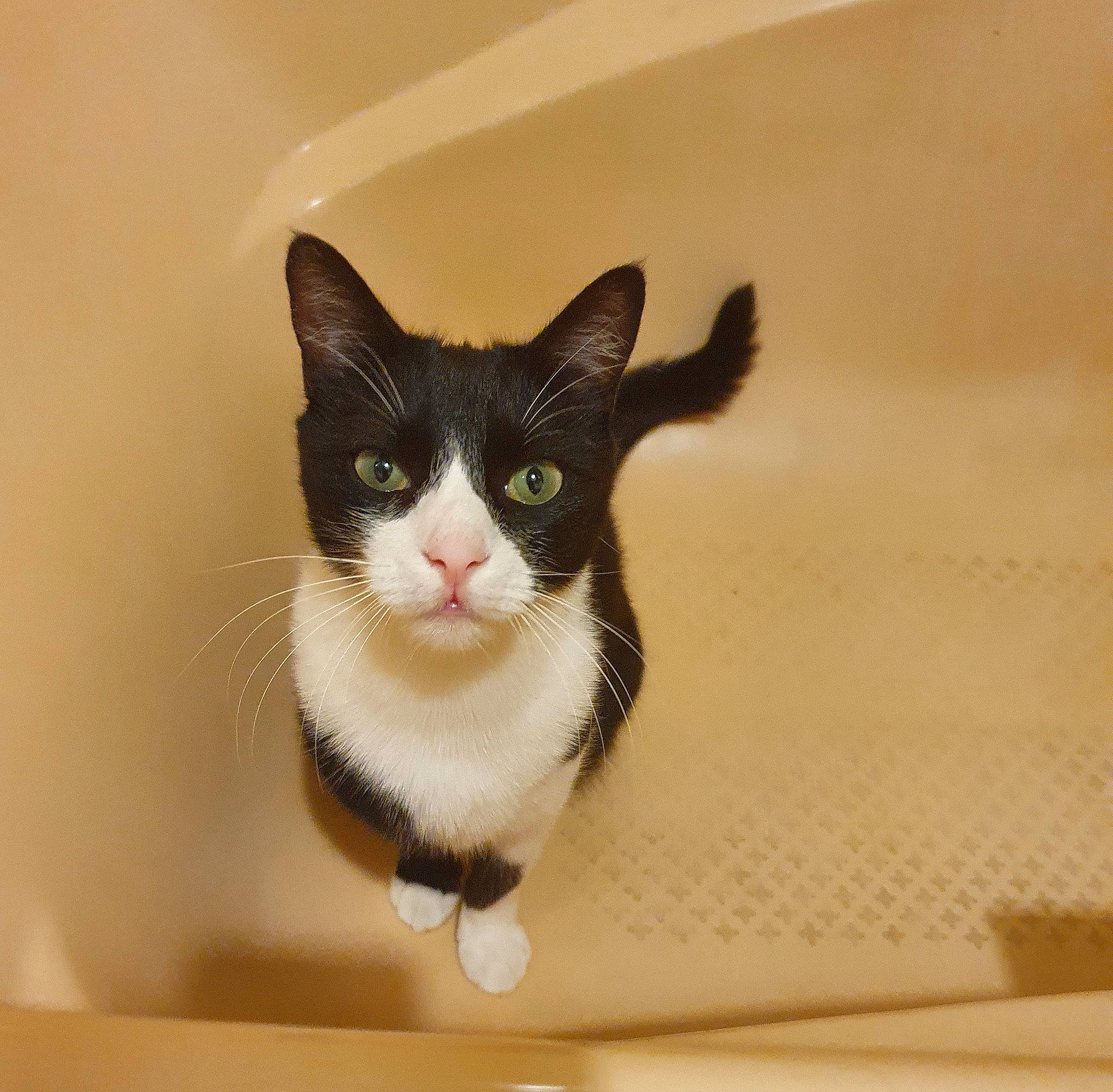 Karma participe au concours pour gagner de l'argent avec cette photo : box, carnivore, cat, domestic_short_haired_cat, felidae, fur, head, small_to_medium_sized_cats, snout, tail, whiskers, wood