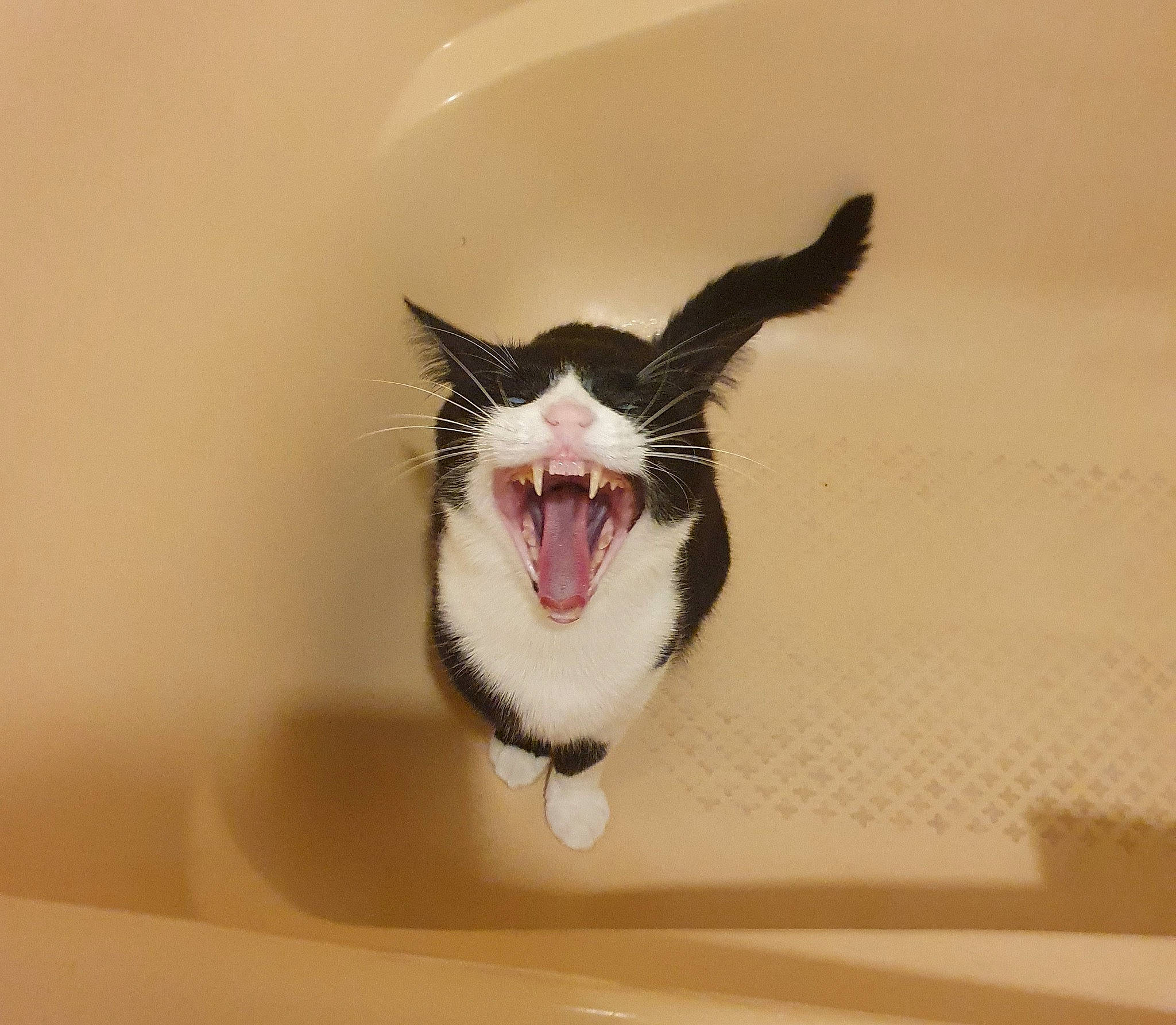 Karma a rejoint le concours — aidez-le/la à gagner de superbes lots ! carnivore, cat, domestic_short_haired_cat, fang, felidae, fur, happy, macro_photography, paw, plant, roar, small_to_medium_sized_cats, smile, snout, tail, terrestrial_animal, tooth, water, whiskers, yawn